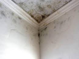 Best Mold Prevention Services in North Richland Hills, TX